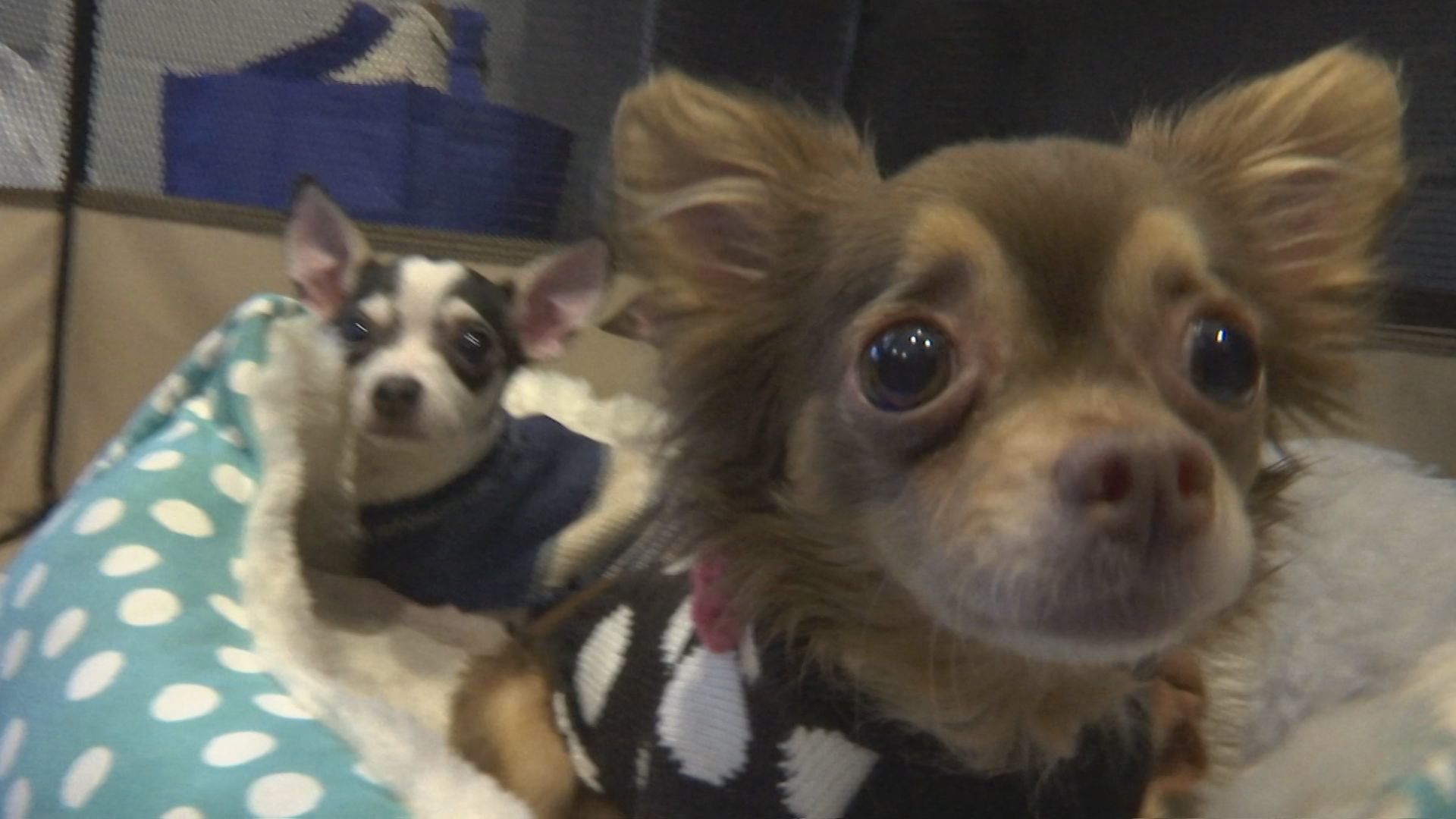 adopted chihuahuas 1.jpg